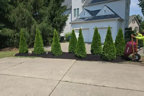 Delta Tree Service's Other Services Delta Tree Service's Other Services