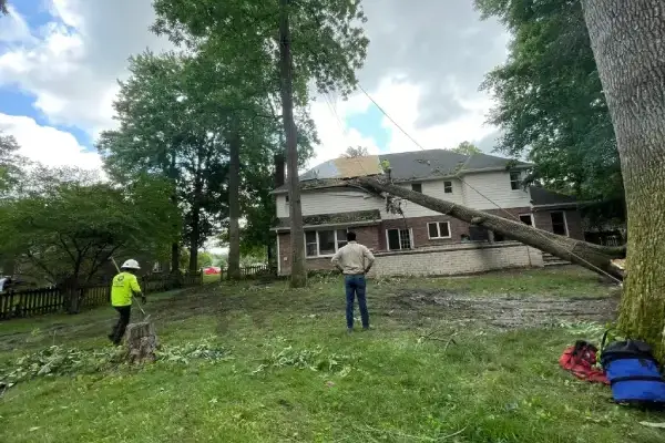 Leaf Removal Leaf Removal
