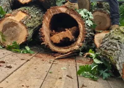Local Tree Service (10)