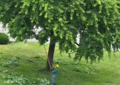 Local Tree Service (11)