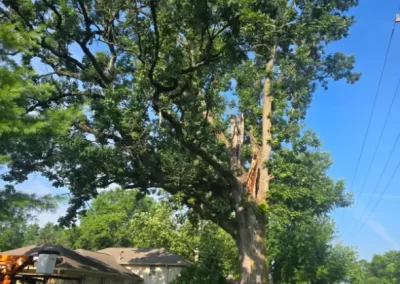 Local Tree Service (12)