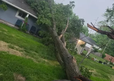 Local Tree Service (14)