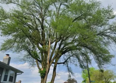 Local Tree Service (16)