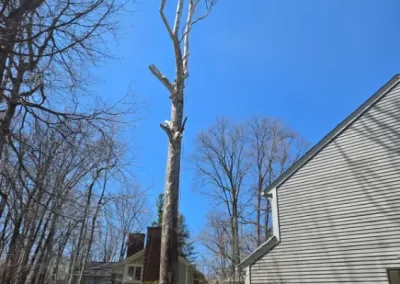 Local Tree Service (17)
