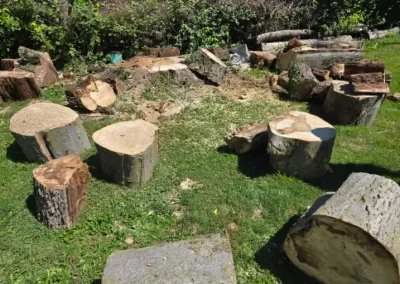Local Tree Service (3)