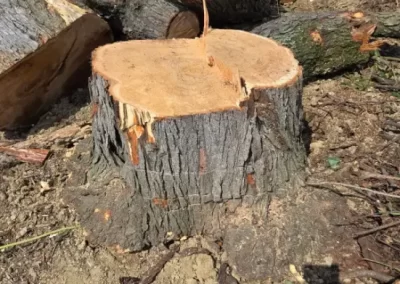 Local Tree Service (4)