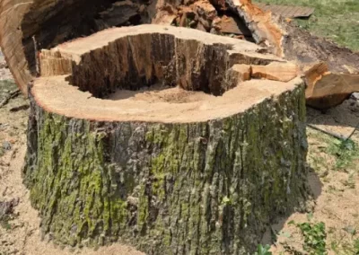 Local Tree Service (6)