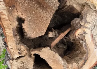 Local Tree Service (7)