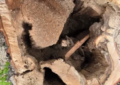 Local Tree Service (9)