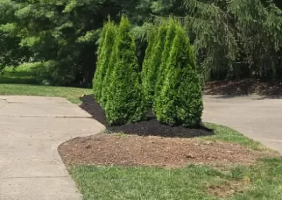Tree Companies