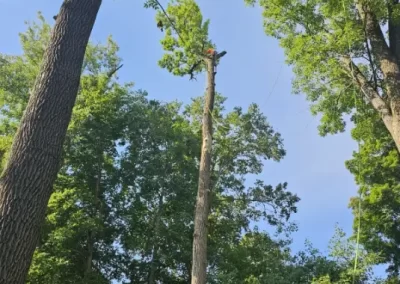 Tree Company