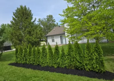Tree Expert