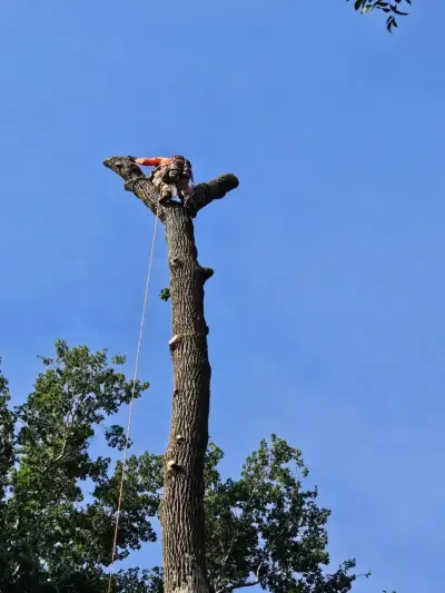 Tree Expert in Indianapolis, IN Tree Expert in Indianapolis, IN