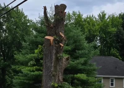 Tree Maintenance