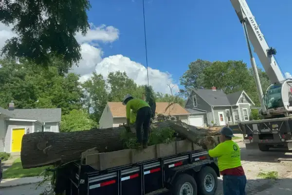 Tree Removal Tree Removal