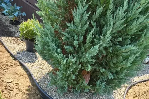 Tree Transplanting Tree Transplanting