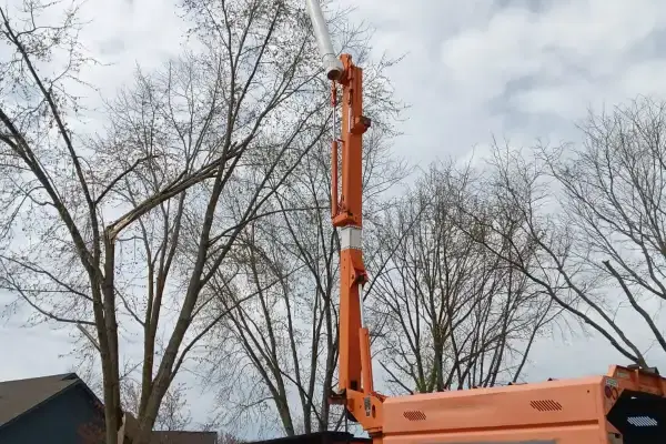 Tree Trimming Tree Trimming